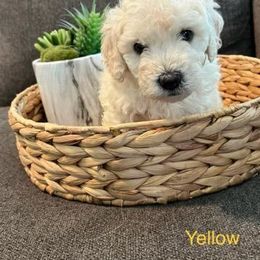 Goldendoodle Puppies from Pacific Goldendoodle, LLC