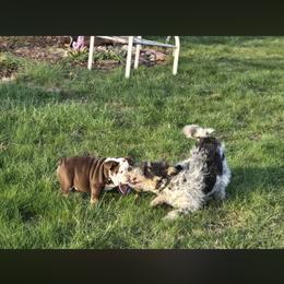 Aussiedoodle, Bulldog, Miniature Australian Shepherd, Poodle, and Toy Australian Shepherd Puppies from Mowry Creek Mini Aussiedoodles and More
