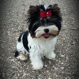 Biewer Terrier Puppies from Butterfly Biewers