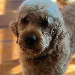 Goldendoodles and Poodles from Kanallakan’s Poodles & Doodles