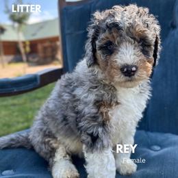 Rey - Blue merle female Bernedoodle puppy in Thatcher, New Mexico from Brush Fire Doodles