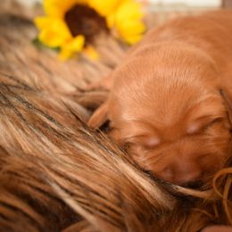 Labrador Retriever Puppies from TNT Elite Labradors