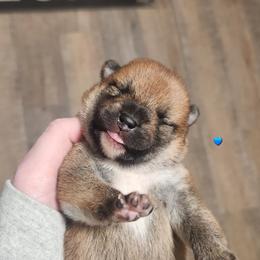 Boy 1 - Red male Shiba Inu puppy in Pittsburgh, Pennsylvania from Sapphire Shiba Inu