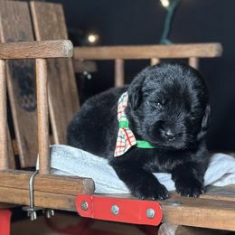 Ophi - Black male Newfoundland puppy in Tully, New York from Bear Paw Newfoundlands