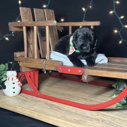 Ophi - Black male Newfoundland puppy in Tully, New York from Bear Paw Newfoundlands
