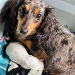 Daphne - Dachshund