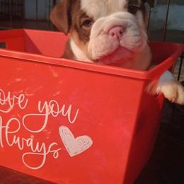 Bulldog Puppies from Stackedup Bulldogz