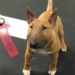 Miniature Bull Terriers from Hellion MBTs