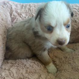 Horchata - Red merle female Toy Australian Shepherd puppy in Greensboro, North Carolina from Mike & Josh- Small Mini/Toy Aussies