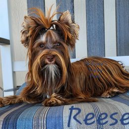 Reese - Yorkshire Terrier