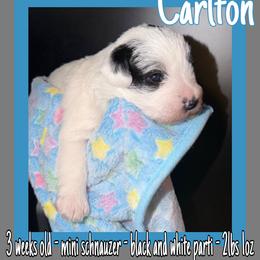 Carlton - Parti male Miniature Schnauzer puppy in Falcon, Missouri from The Way Dog Breeding