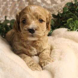 Female 1 - Buff and white female Cockapoo puppy in Mississippi from Ewing Acres
