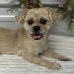 Companion Crosses, Labrador Retrievers, Pekingese, Poodles, Shih Tzus, and Yorkshire Terriers from Silver Bells Paw Prints