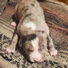 Juno - Blue male American Pit Bull Terrier puppy in Frederick, Maryland from •Wyngate Pits•