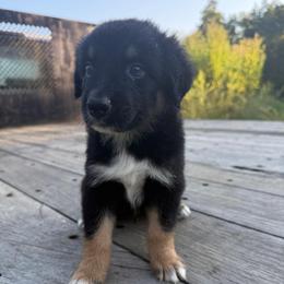 Forge - Black tri-color male Australian Shepherd puppy in Columbia, Kentucky from Caywood Aussies