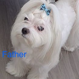 Barney - Maltese