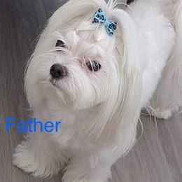 Barney - Maltese