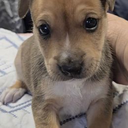Topper - Red white and sable male Rat Terrier puppy in Divide, Colorado from Outlaw Farm and Kennel