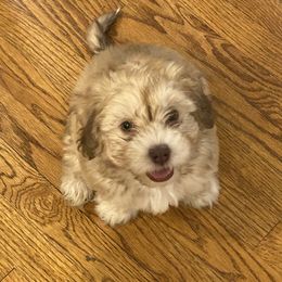 French Bulldog, Mal-Shi, Maltipoo, and Shih Tzu Puppies from NC Stellar Puppies