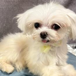 Kirill - White male Maltese puppy in San Diego, Temecula, Ontario, California from Yorkie & Maltese Royalty