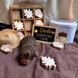 Darla - Chocolate and tan female Dachshund puppy in Russellville, Arkansas from River Valley Daschunds