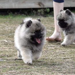 Keeshond Puppies from Anna Boehringer