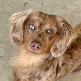 Gus - Dachshund