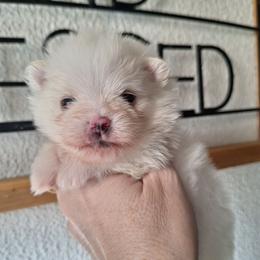 Yuki - White female Pomeranian puppy in Oologah, Oklahoma from GG's Pomeranians