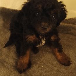 Boy three - Phantom male Poodle puppy in East Providence, Rhode Island from Marta's Cavaliers