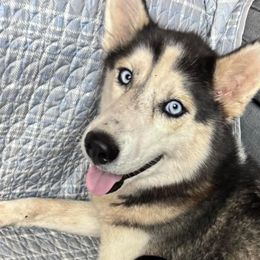 Storm - Siberian Husky