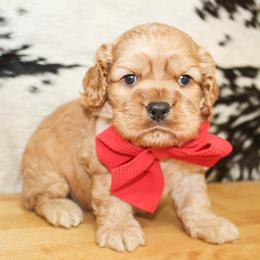 Rusty - Buff male Cocker Spaniel puppy in Rattan, Oklahoma from Double M Cocker Spaniels