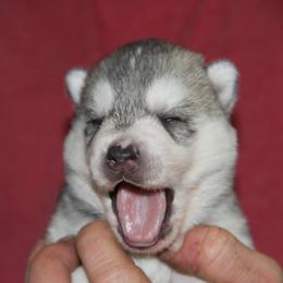 Siberian Husky Puppies from Sassenach Siberians
