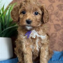Purple - Red  female Goldendoodle puppy in Hesperia, Michigan from Red Acres Poodles & Doodles