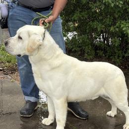 Doug - Labrador Retriever