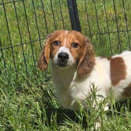 Dopey - Cream male Dachshund puppy in Willard, Utah from Simply Sharing Love