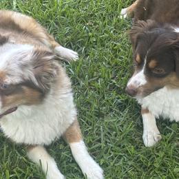 Miniature Australian Shepherds from Frazier Fluff & CO.