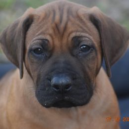 Mr. Dark Blue- Pick male - Rhodesian Ridgeback puppy from Karamojo Ridgebacks, Quality over Quantity