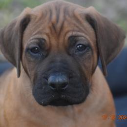 Mr. Dark Blue- Pick male - Rhodesian Ridgeback puppy from Karamojo Ridgebacks, Quality over Quantity