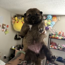 Coco-Puff - Sesame female Shiba Inu puppy in Santa Ana, California from SmolBeans Kennel