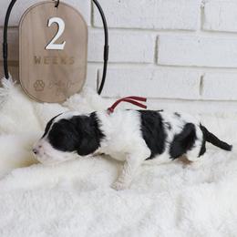 Jessie - Parti female Labradoodle puppy in Bryantown, Maryland from Doodles on Duty