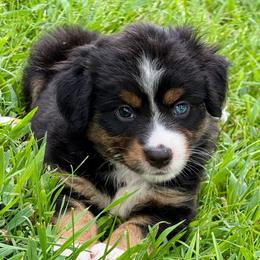 Sleepy - Black tri female Miniature Australian Shepherd puppy in Mc Lean, Illinois from Kickapoo Creek Toy & Mini Aussies