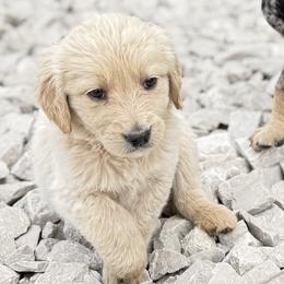 Goldendoodle and Labradoodle Puppies from Rising Star Doodles
