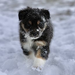 Australian Shepherd, Miniature American Shepherd, Miniature Australian Shepherd, and Toy Australian Shepherd Puppies from Painted Blue Aussies