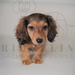 Macaroni - Cream male Dachshund puppy in Temecula, California from Naomi Magee's Dachshund Kennel