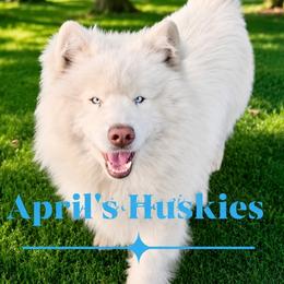 Zero - Siberian Husky