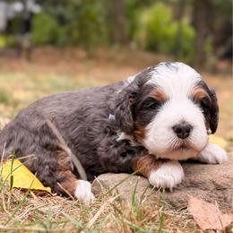 Otto - Merle male Bernedoodle puppy in Sandy, Oregon from MC Doodles