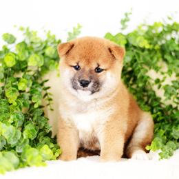 Voodoo -FULL AKC REGISTRATION- - Red male Shiba Inu puppy in Neosho, Missouri from Kenny Cave K9s