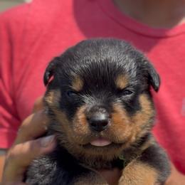 Girl 3 - Black and rust female Rottweiler puppy in San Antonio, Texas from VHWilliamsRottweilers