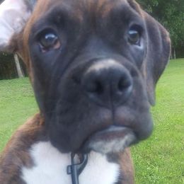 Boxer Puppies from Layne's Boxers