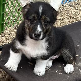 Albert - Black and tan male American Corgi puppy in Washington, Arkansas from Foxy Knoll Farm